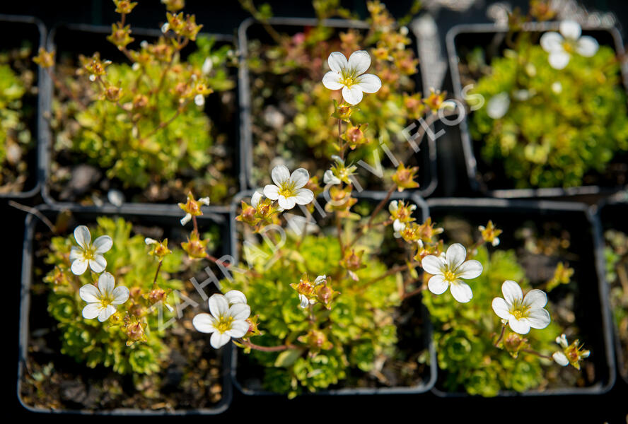 Lomikámen arendsův 'Touran Early Lime' - Saxifraga x arendsii 'Touran Early Lime'