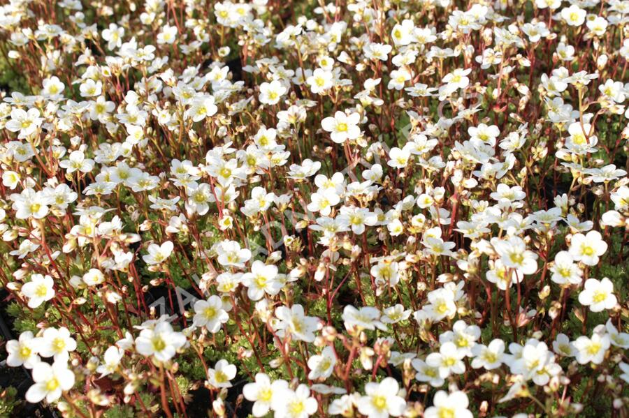 Lomikámen arendsův 'Touran Early Lime' - Saxifraga x arendsii 'Touran Early Lime'
