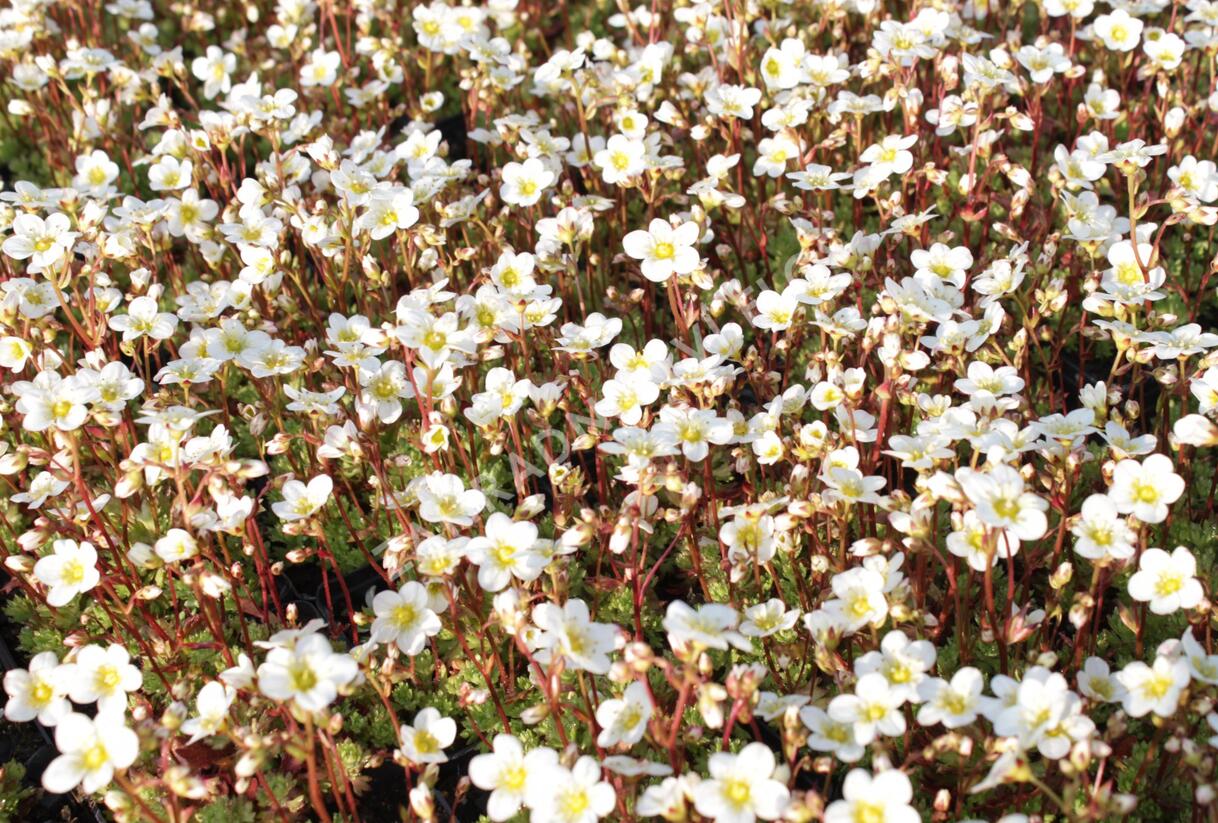 Lomikámen arendsův 'Touran Early Lime' - Saxifraga x arendsii 'Touran Early Lime'