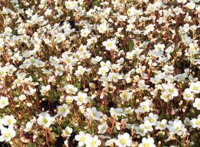 Lomikámen arendsův 'Touran Early Lime' - Saxifraga x arendsii 'Touran Early Lime'