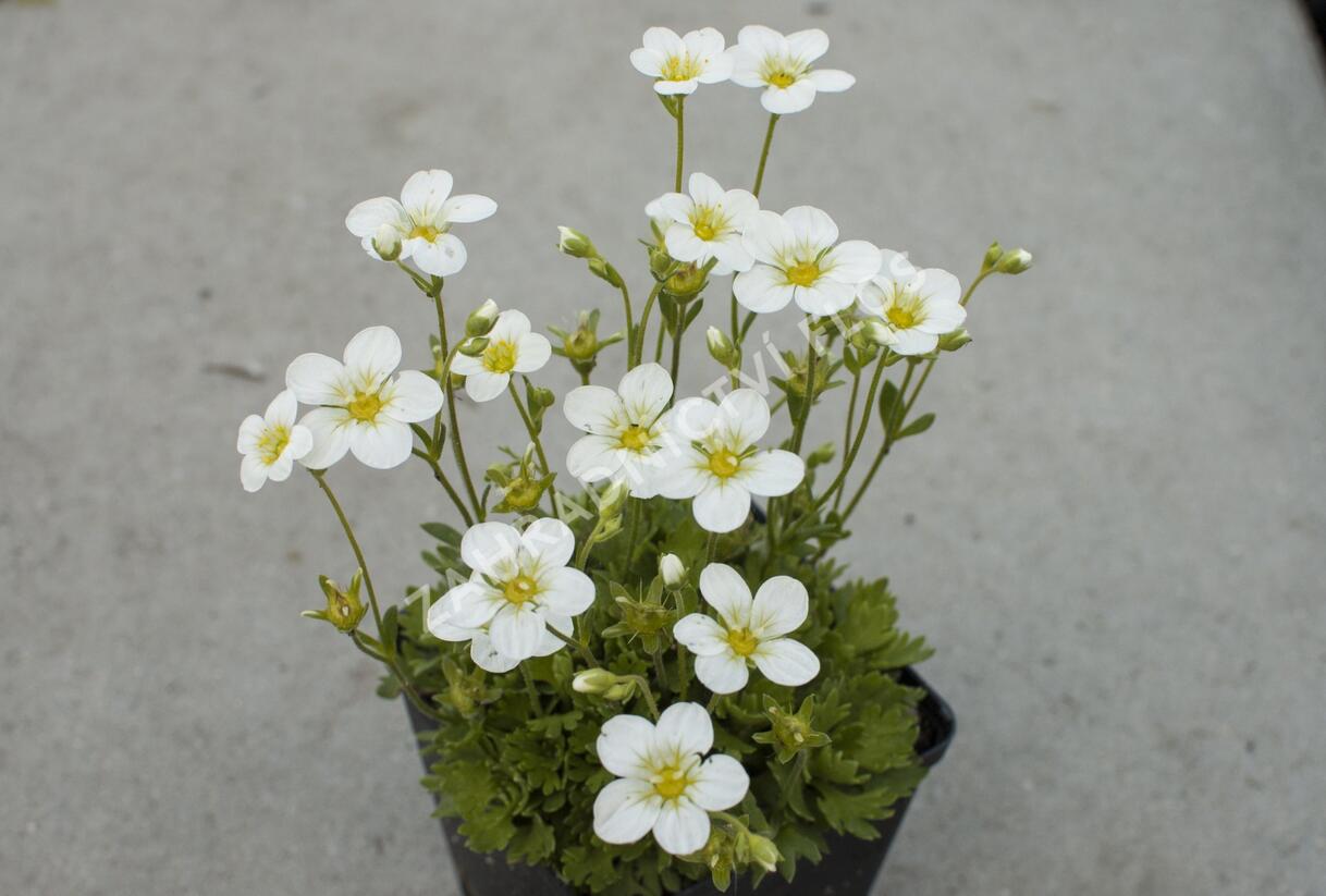 Lomikámen arendsův 'Touran Early Lime' - Saxifraga x arendsii 'Touran Early Lime'