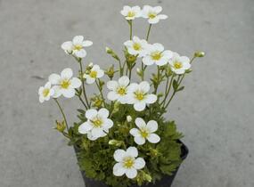 Lomikámen arendsův 'Touran Early Lime' - Saxifraga x arendsii 'Touran Early Lime'