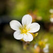 Lomikámen arendsův 'Touran Early Lime' - Saxifraga x arendsii 'Touran Early Lime'