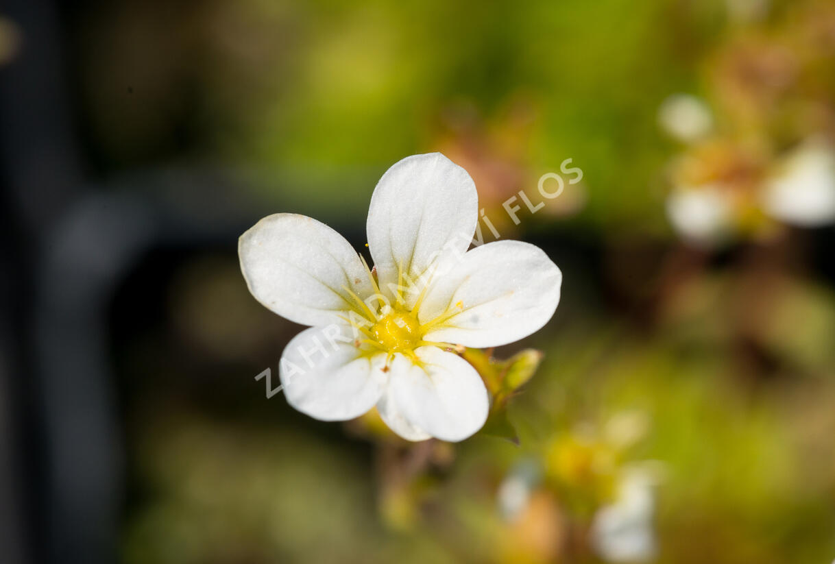 Lomikámen arendsův 'Touran Early Lime' - Saxifraga x arendsii 'Touran Early Lime'