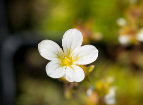 Lomikámen arendsův 'Touran Early Lime' - Saxifraga x arendsii 'Touran Early Lime'