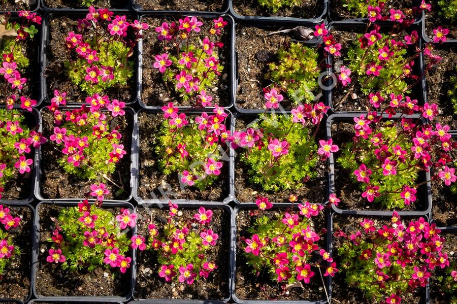 Lomikámen arendsův 'Peter Pan' - Saxifraga x arendsii 'Peter Pan'