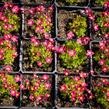 Lomikámen arendsův 'Peter Pan' - Saxifraga x arendsii 'Peter Pan'