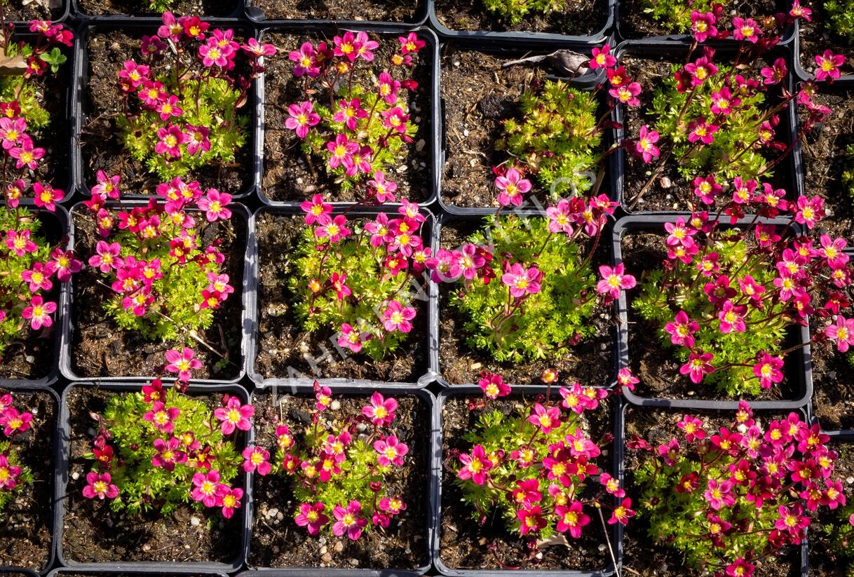 Lomikámen arendsův 'Peter Pan' - Saxifraga x arendsii 'Peter Pan'