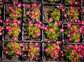 Lomikámen arendsův 'Peter Pan' - Saxifraga x arendsii 'Peter Pan'