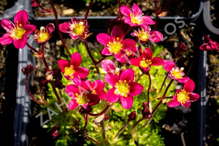 Lomikámen arendsův 'Peter Pan' - Saxifraga x arendsii 'Peter Pan'