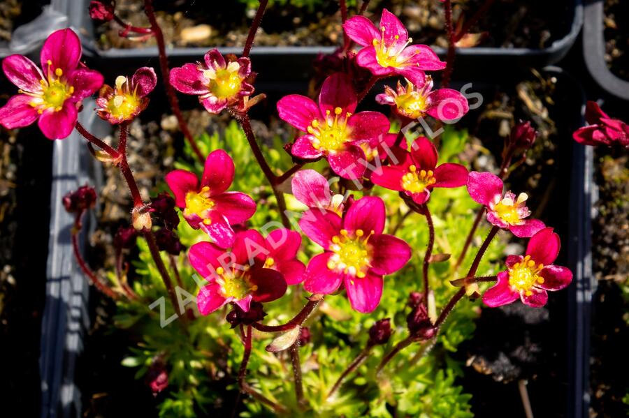 Lomikámen arendsův 'Peter Pan' - Saxifraga x arendsii 'Peter Pan'