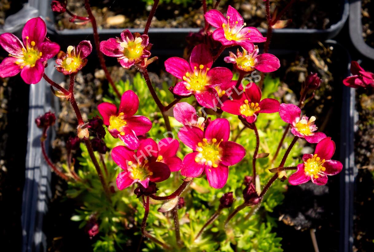 Lomikámen arendsův 'Peter Pan' - Saxifraga x arendsii 'Peter Pan'