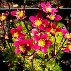 Lomikámen arendsův 'Peter Pan' - Saxifraga x arendsii 'Peter Pan'