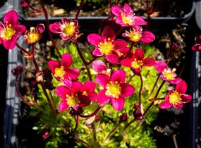 Lomikámen arendsův 'Peter Pan' - Saxifraga x arendsii 'Peter Pan'