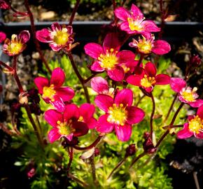 Lomikámen arendsův 'Peter Pan' - Saxifraga x arendsii 'Peter Pan'