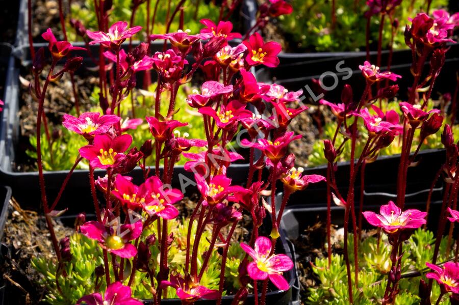 Lomikámen arendsův 'Peter Pan' - Saxifraga x arendsii 'Peter Pan'