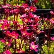 Lomikámen arendsův 'Peter Pan' - Saxifraga x arendsii 'Peter Pan'