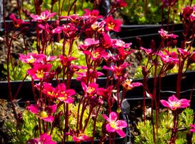 Lomikámen arendsův 'Peter Pan' - Saxifraga x arendsii 'Peter Pan'