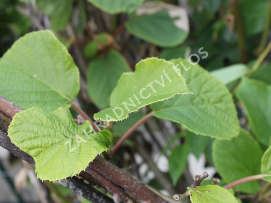 Aktinidie lahodná, kiwi - samosprašná 'Solo' - Actinidia deliciosa 'Solo'