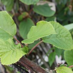 Aktinidie lahodná, kiwi - samosprašná 'Solo' - Actinidia deliciosa 'Solo'