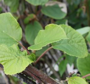 Aktinidie lahodná, kiwi - samosprašná 'Solo' - Actinidia deliciosa 'Solo'