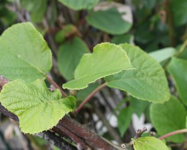 Aktinidie lahodná, kiwi - samosprašná 'Solo'