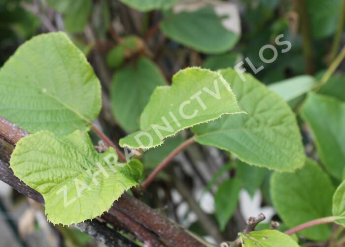 Aktinidie lahodná, kiwi - samosprašná 'Solo' - Actinidia deliciosa 'Solo'