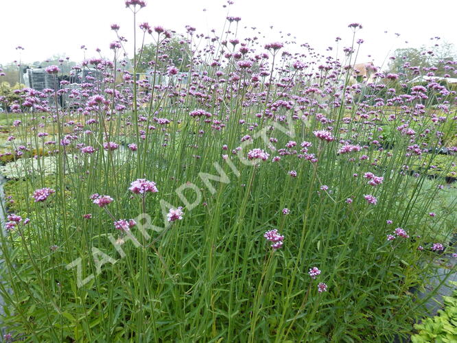 Verbena, sporýš argentinský - Verbena bonariensis