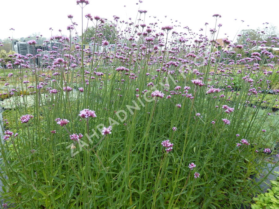 Verbena, sporýš argentinský - Verbena bonariensis