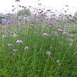 Verbena, sporýš argentinský - Verbena bonariensis