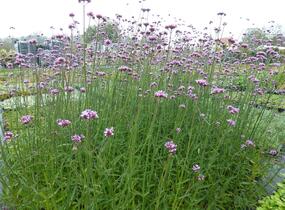 Sporýš argentinský - Verbena bonariensis
