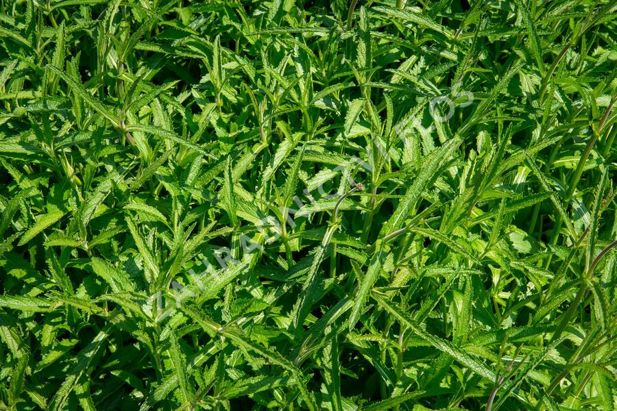 Verbena, sporýš argentinský - Verbena bonariensis