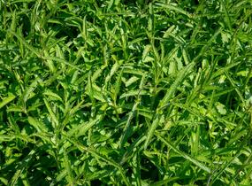 Sporýš argentinský - Verbena bonariensis