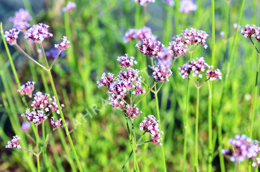 Verbena, sporýš argentinský - Verbena bonariensis