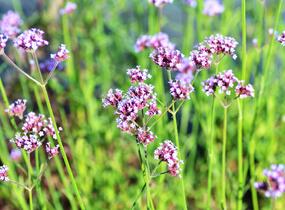 Sporýš argentinský - Verbena bonariensis