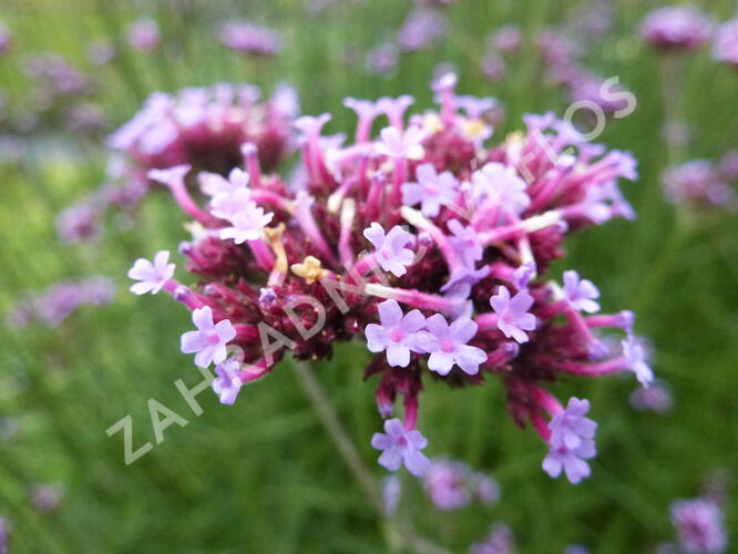 Verbena, sporýš argentinský - Verbena bonariensis