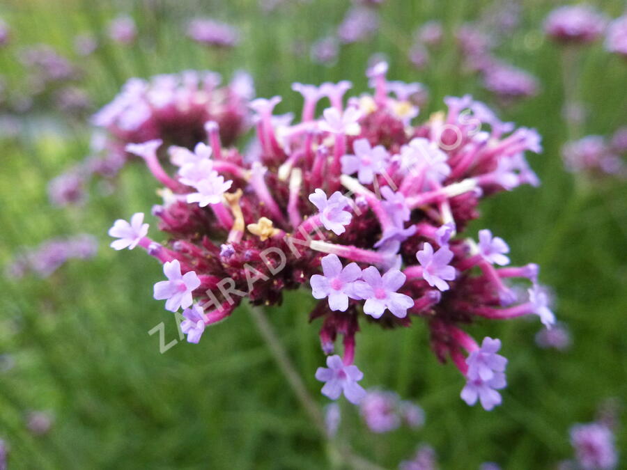 Verbena, sporýš argentinský - Verbena bonariensis