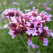 Verbena, sporýš argentinský - Verbena bonariensis