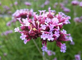 Sporýš argentinský - Verbena bonariensis