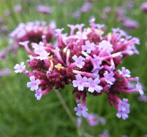 Verbena, sporýš argentinský - Verbena bonariensis