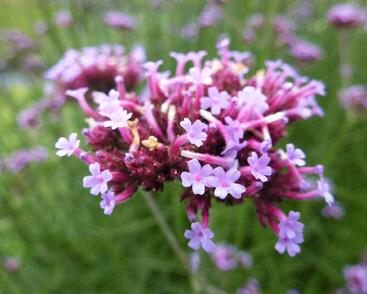 Sporýš argentinský