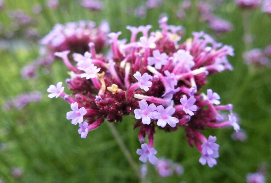 Sporýš argentinský - Verbena bonariensis