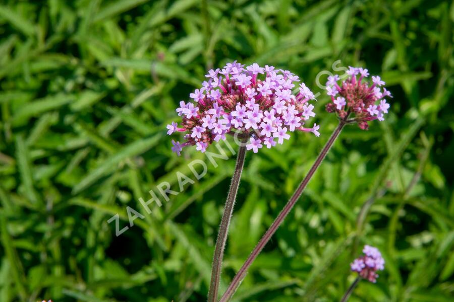 Verbena, sporýš argentinský - Verbena bonariensis