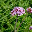 Verbena, sporýš argentinský - Verbena bonariensis