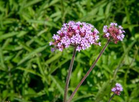 Sporýš argentinský - Verbena bonariensis