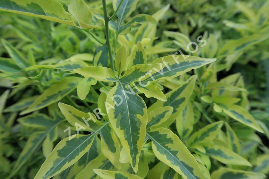 Lilek jasmínovitý 'Variegata' - Solanum jasminoides 'Variegata'