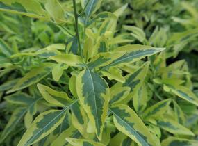 Lilek jasmínovitý 'Variegata' - Solanum jasminoides 'Variegata'