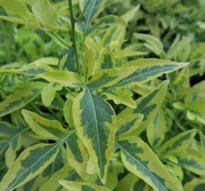 Lilek jasmínovitý 'Variegata' - Solanum jasminoides 'Variegata'