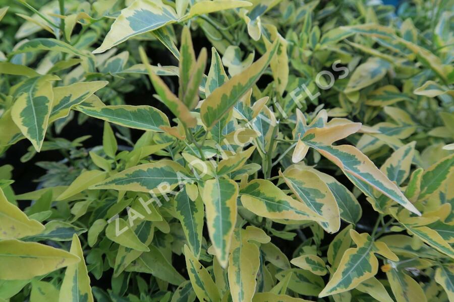 Lilek jasmínovitý 'Variegata' - Solanum jasminoides 'Variegata'