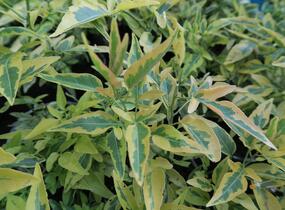 Lilek jasmínovitý 'Variegata' - Solanum jasminoides 'Variegata'